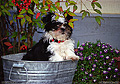 This is the newest member of our household, 'T.J.' He is a Shih-Tzu and weighs about 3 pounds in this picture. This photo was taken out in front of my house. 'Nikon F-100 35mm SLR' (Click for larger view)