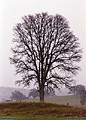 I took this picture while parked in my truck on my way back from Jackson. At the time it was raining pretty good. I only popped my lens out the window of my truck long enough to take the picture. Sutter Creek, CA 'Nikon F100 35mm SLR' (Click for larger view)