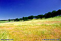 Taken just off of Spenceville Road near Beal Air Force Base, CA 'Nikon F100 35mm SLR' (Click for larger view)