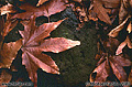 Another shot taken while walking in Bidwell park. Chico, CA 'Nikon F100 35mm SLR' (Click for larger view)