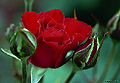 This little rose was very pretty but it looked like it had already seen some rough times. Citrus Heights, CA. 'Nikon F100 35mm SLR)' (Click for larger view)