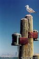 The second shot in the series of the San Francisco Bay was taken very near the first. This time a seagull was good enough to pose for me. Again the San Franciscan skyline can be seen in the background. Sausalito, CA. 'Nikon F100 35mm SLR' (Click for larger view)