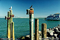 The fifth photo in the series of San Francisco Bay. This time a pigeon joined the scene. Sausalito, CA. 'Nikon F100 35mm SLR' (Click for larger view)