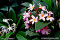 Flowers located outside at my hotel in Singapore. 'Minolta X-700 35mm SLR' (Click for larger view)