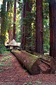 One last view of the Redwoods. Richardson Grove, CA 'Nikon F100 35mm SLR' (Click for larger view)