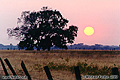 As you can see, this photo was taken just before sunset. Lincoln, CA. 'manipulated image' 'Nikon F100 35mm SLR' (Click for larger view)