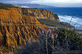The problem I had with this shot was the wind that kept the little red flowers moving. Trying to catch just the right moment when the wind was at its least was a real challenge. Torrey Pines, CA 'D70 Digital SLR' (Click for larger view)