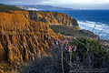 Torrey Pines