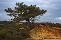 While hiking back to my car I took one last picture of a pine tree. Torrey Pines, CA 'D70 Digital SLR' (Click for larger view)