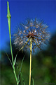 This macro shot was taken while camping about 10 miles north of Truckee. I went back to this location the day after taking this shot and the seed bloom had already blown away in the very light wind. Truckee, CA 'Nikon F100 35mm SLR' (Click for larger view)