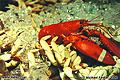 No trip to San Francisco is complete without visiting Fisherman's Wharf for some seafood. San Francisco, CA. 'Nikon F100 35mm SLR' (Click for larger view)