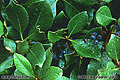 This picture of wet leaves was taken next to my front door after a rainstorm. Citrus Heights, CA 'Nikon F100 35mm SLR' (Click for larger view)