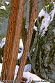 Yosemite is such a beautiful place just about everywhere you turn you can find great photographic subjects. This scene was found near the base of Bridalveil falls. 'Nikon F100 35mm SLR' (Click for larger view)