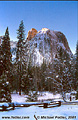 Here is a picture of Cathedral Rocks in mid-morning. 'Nikon F100 35mm SLR' (Click for larger view)