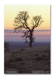 Oak tree near Chico (Click for larger view)