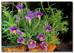 Hanging flowers (Click for larger view)