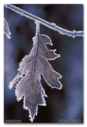 Frosty leaf (Click for larger view)