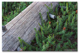 Weathered log (Click for larger view)