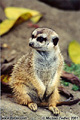 At the San Diego Zoo. San Diego, CA 'Nikon F100 35mm SLR' (Click for larger view)