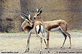 More gazelles. San Diego, CA 'Nikon F100 35mm SLR' (Click for larger view)