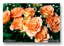 Mother's Day Roses (Click for larger view)