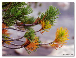 Pine needles (Click for larger view)