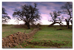 Rock Fence (Click for larger view)