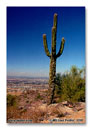 Phoenix Cactus